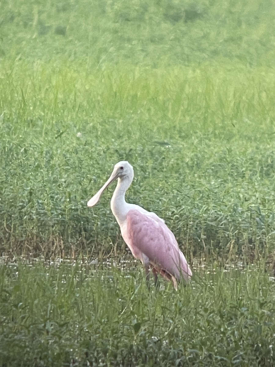 Roseate Spoonbill - ML621654415