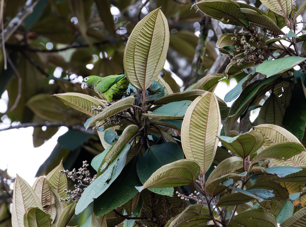 Conure naine - ML621654425