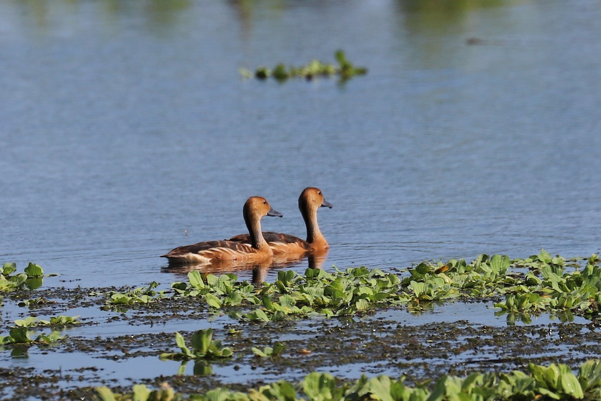 Dendrocygne fauve - ML621654465