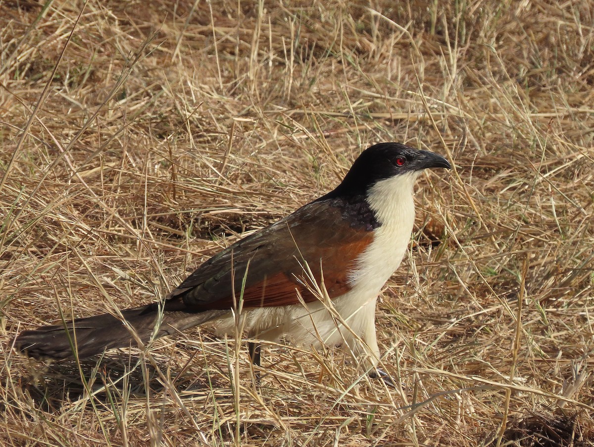 Coppery-tailed Coucal - ML621654466