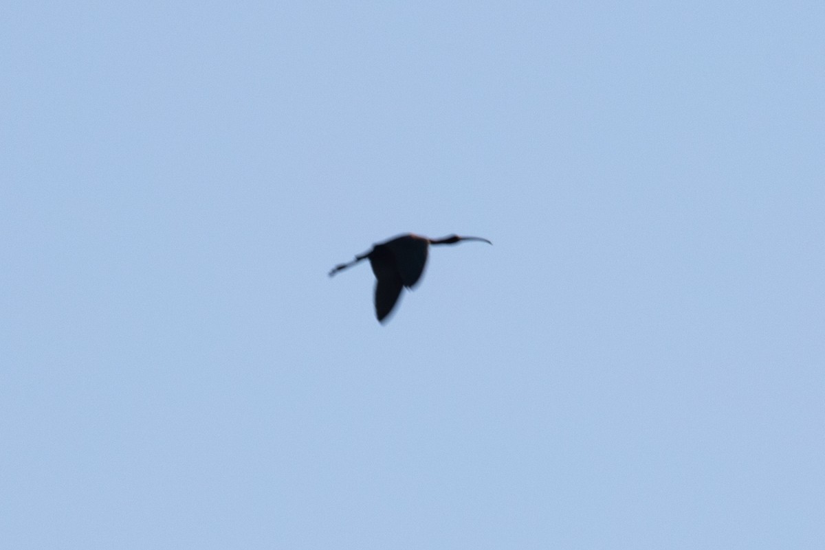 Glossy Ibis - Cameron Johnson