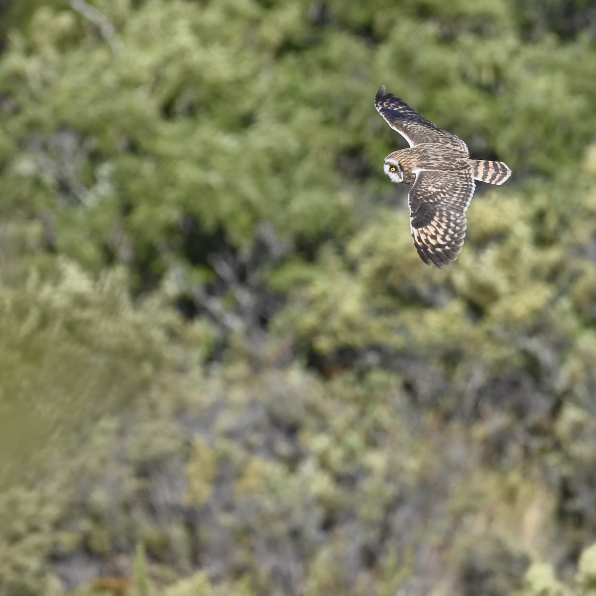 Short-eared Owl (Hawaiian) - ML621654522