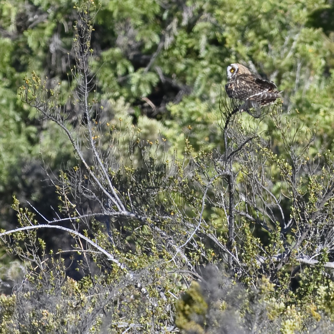 Short-eared Owl (Hawaiian) - ML621654530