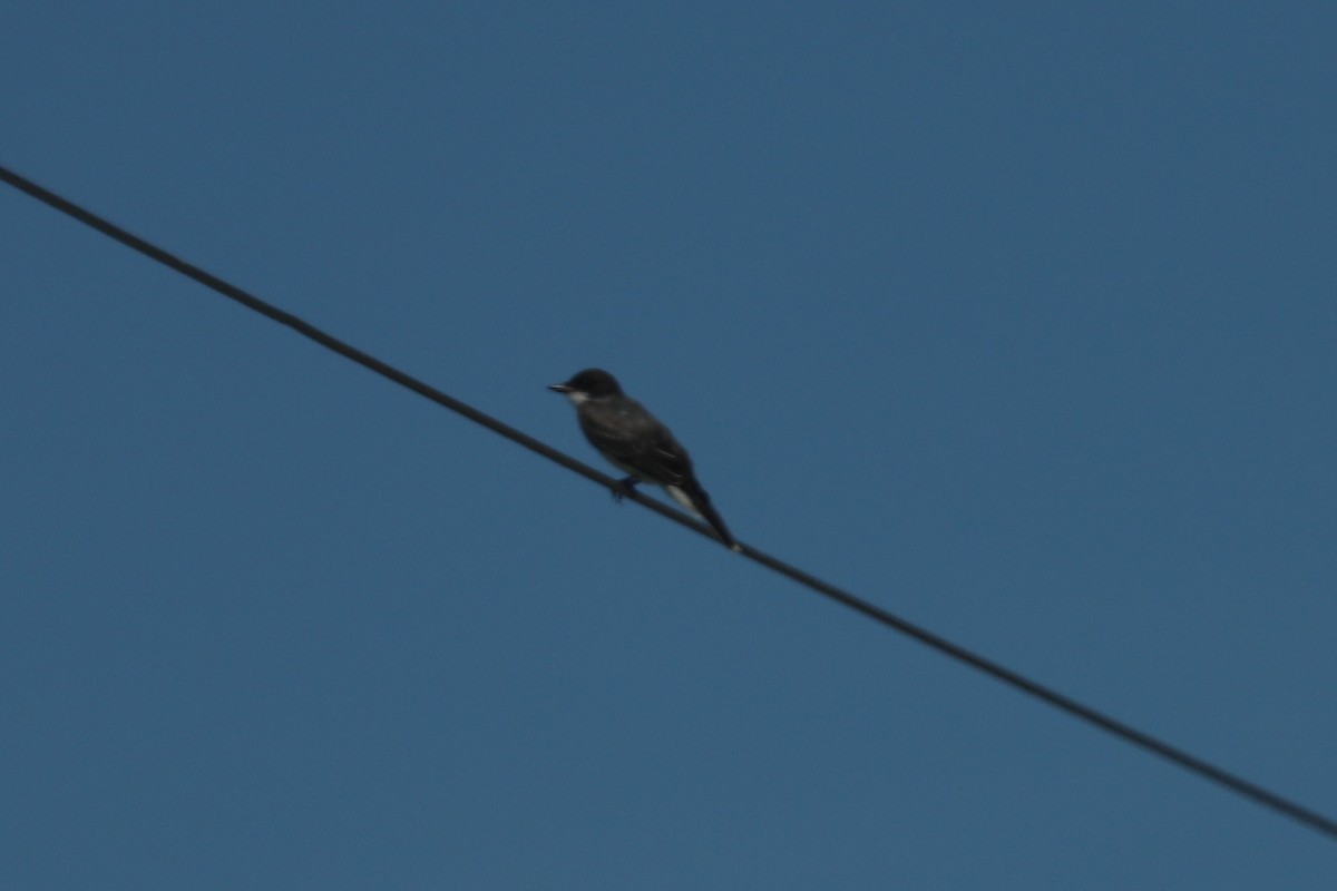 Carolina Chickadee - ML621654531