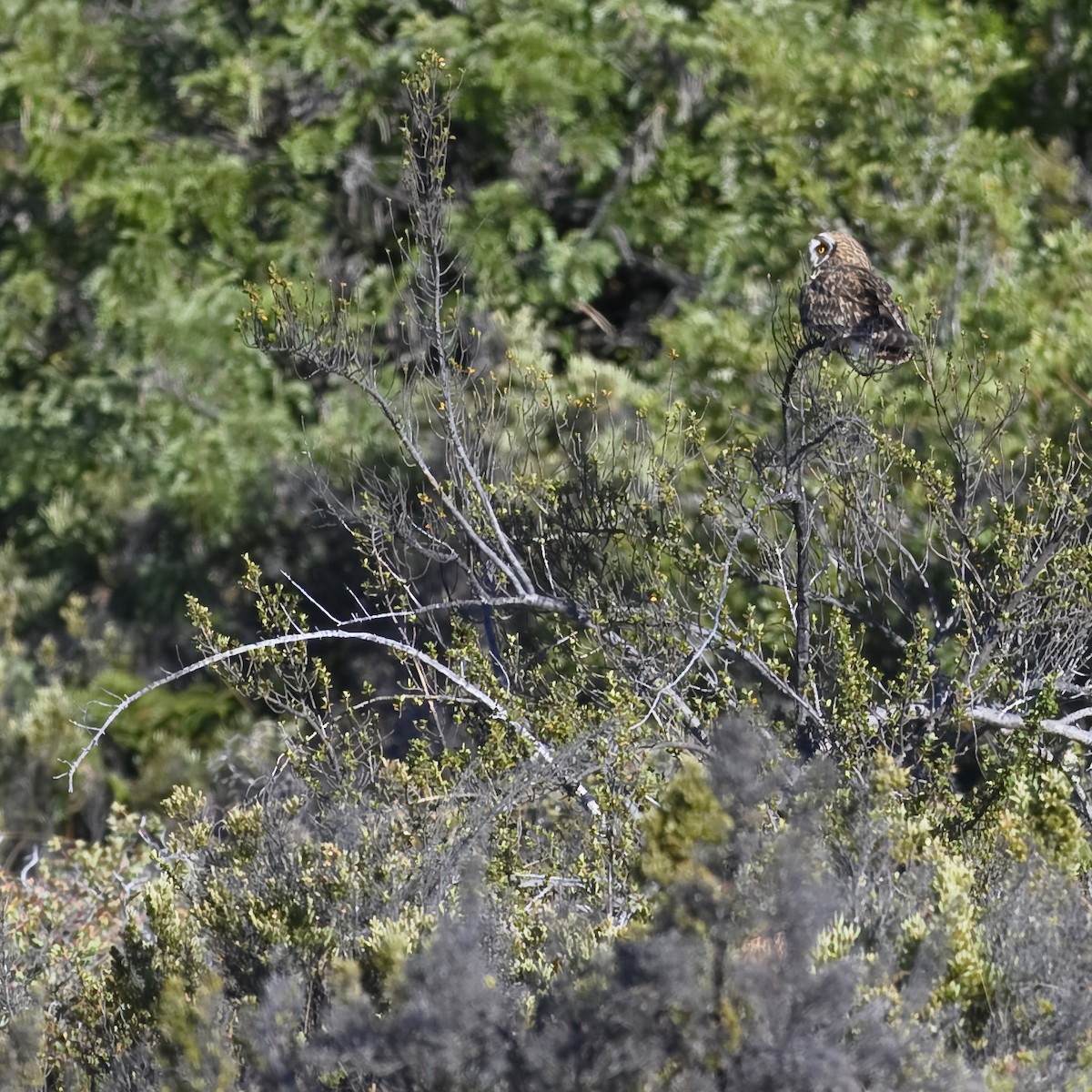 Short-eared Owl (Hawaiian) - ML621654532