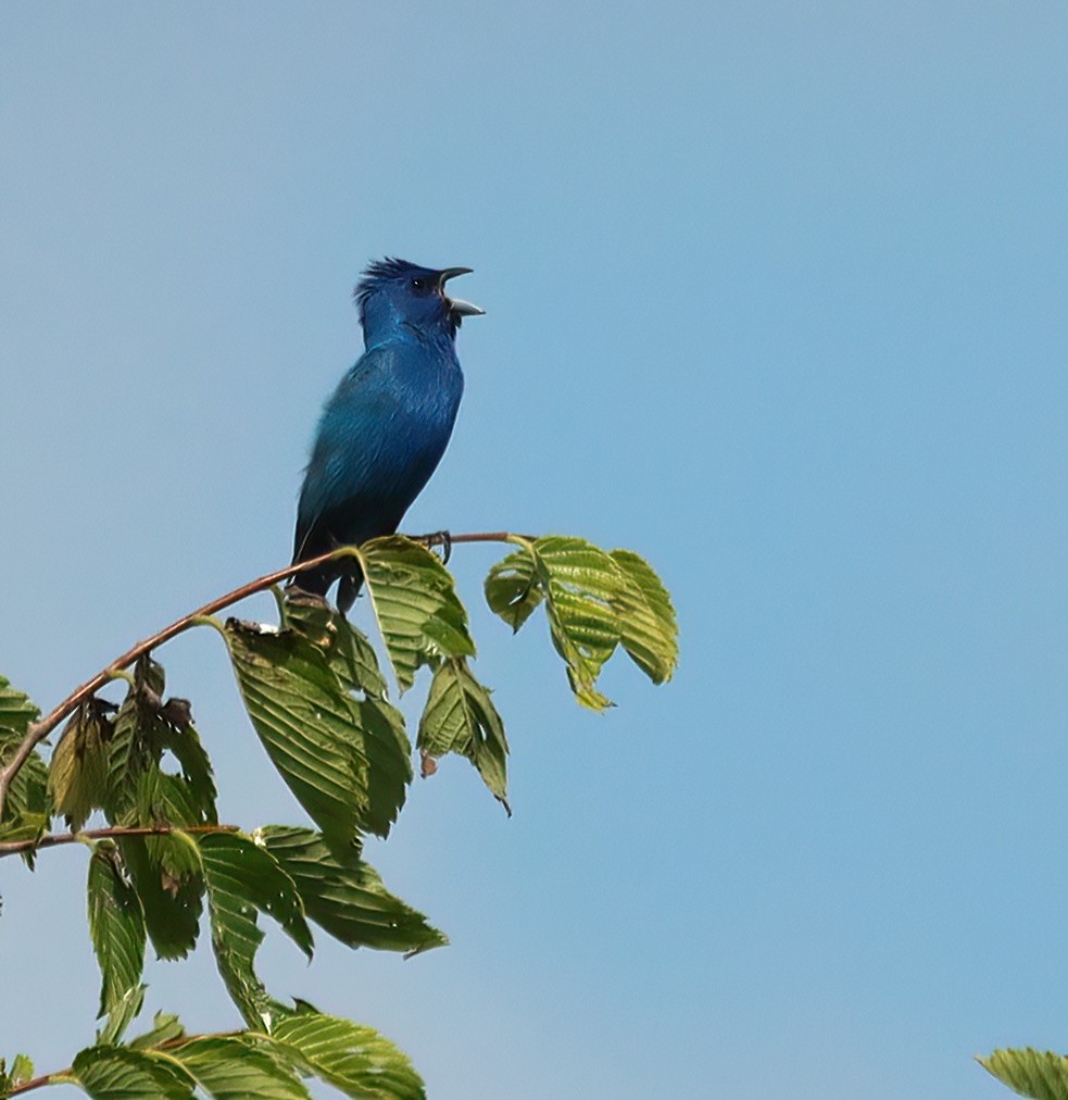 Passerin indigo - ML621654602