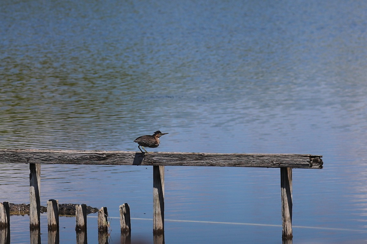 Green Heron (virescens/bahamensis) - ML621654617