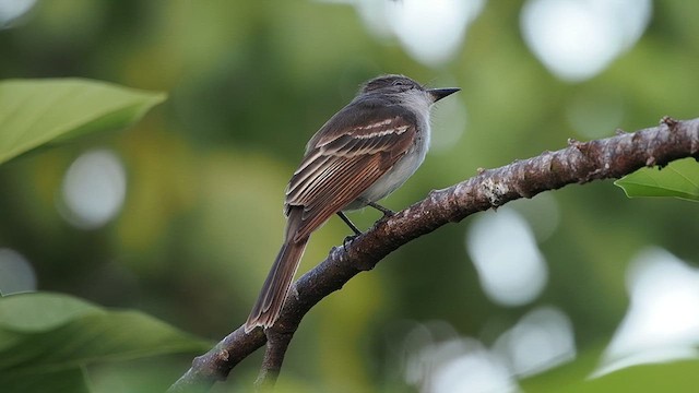 Puerto Rican Flycatcher - ML621654646