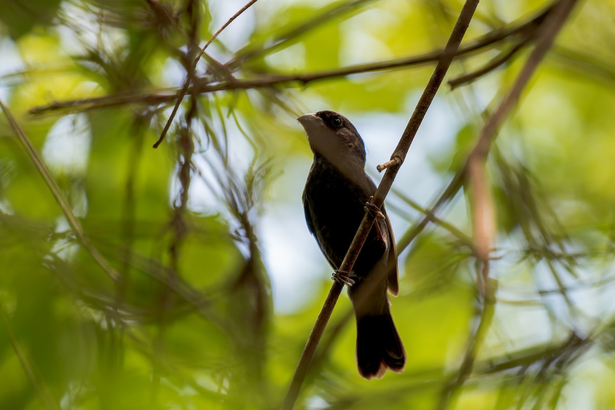 Blackish-blue Seedeater - Marcelo  Telles