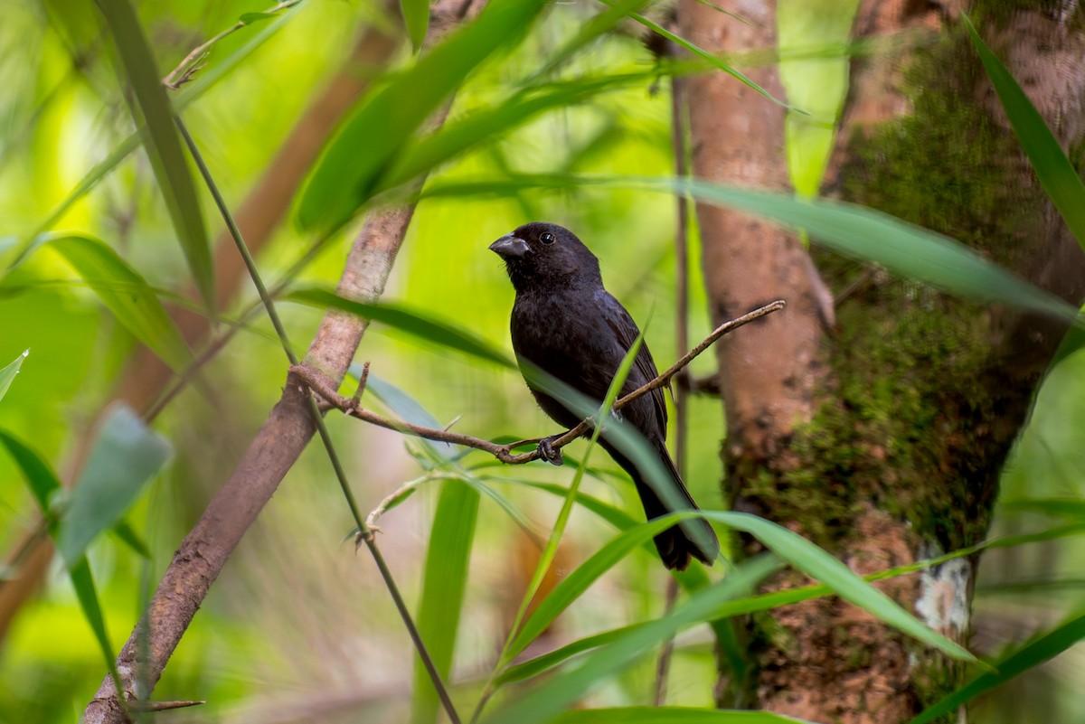 Blackish-blue Seedeater - Marcelo  Telles