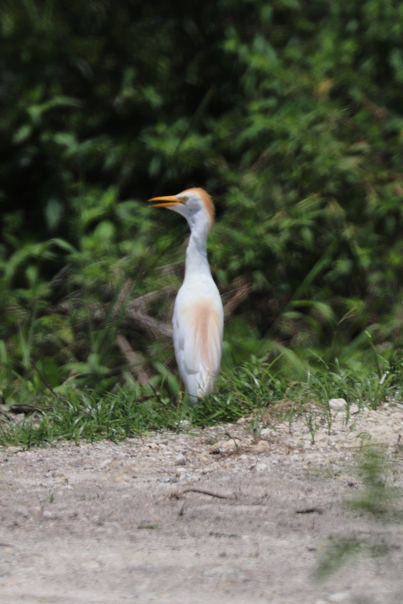 Western Cattle Egret - ML621654761