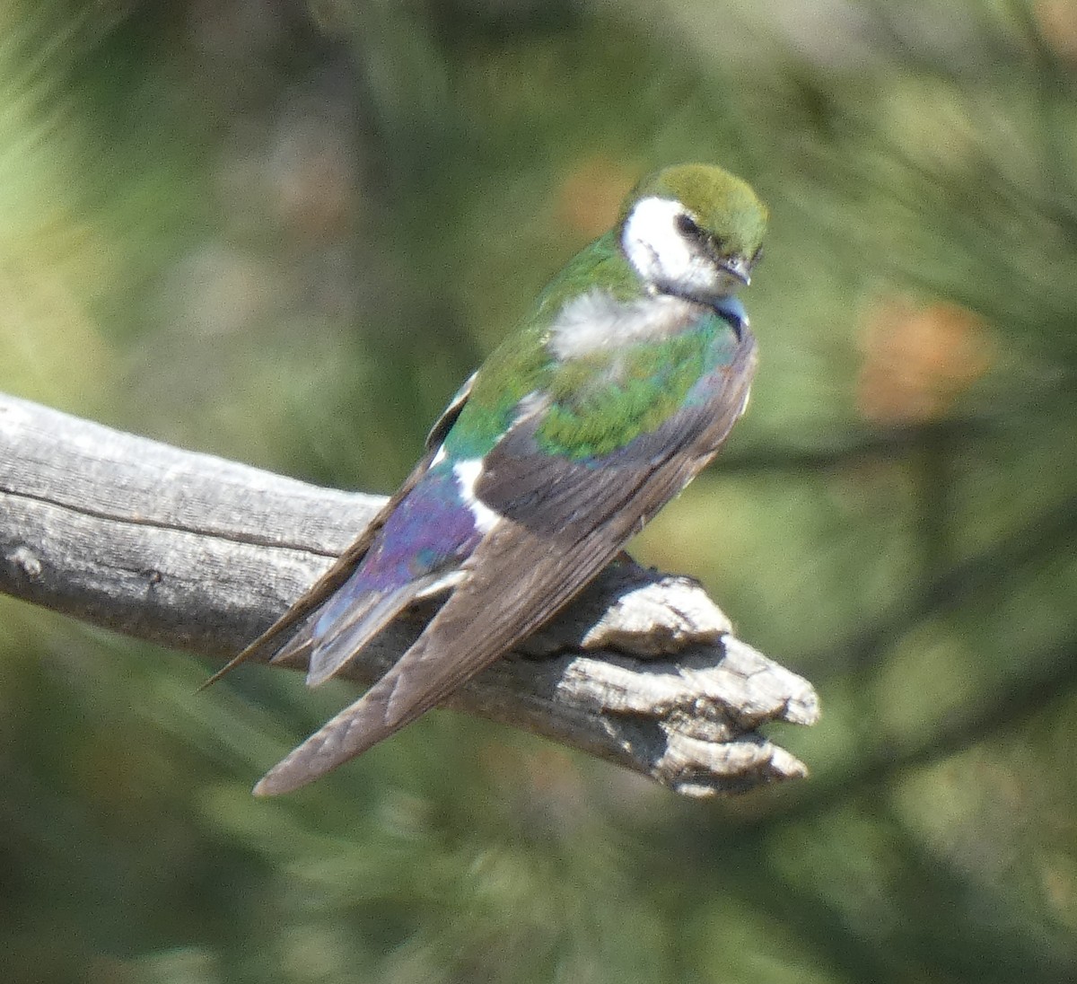 Violet-green Swallow - ML621654807