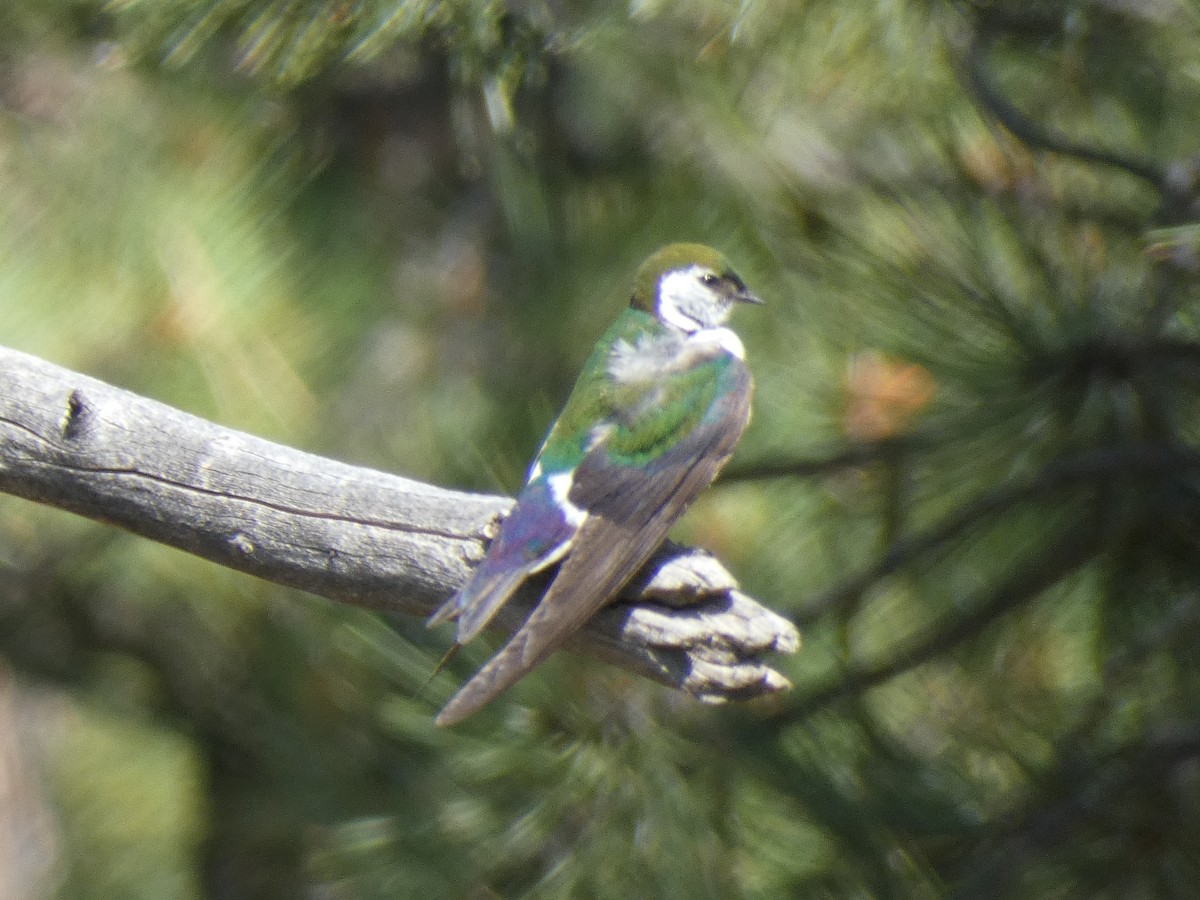 Violet-green Swallow - ML621654808