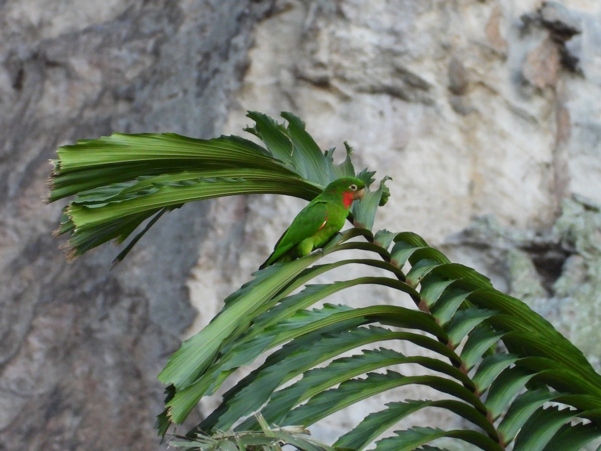 White-eyed Parakeet - Kevin Jiménez Gonzáles