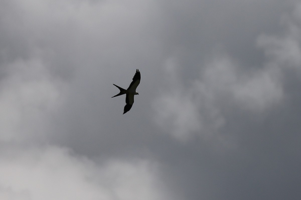 Swallow-tailed Kite - ML621654847