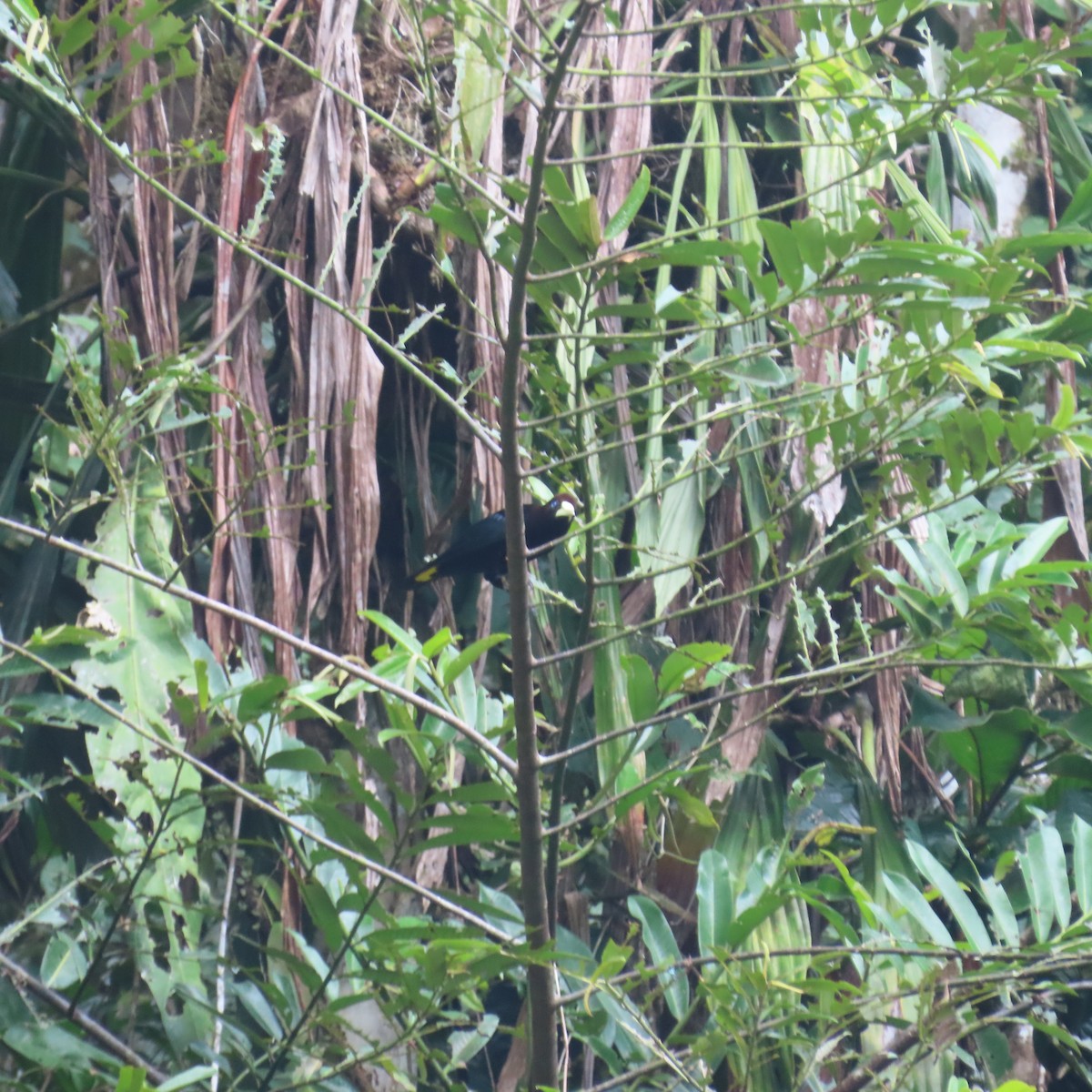 Band-tailed Cacique - Richard Fleming