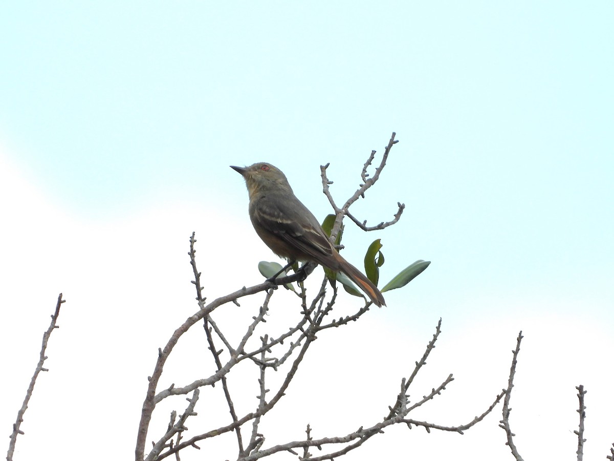 Rufous-tailed Tyrant - ML621654987