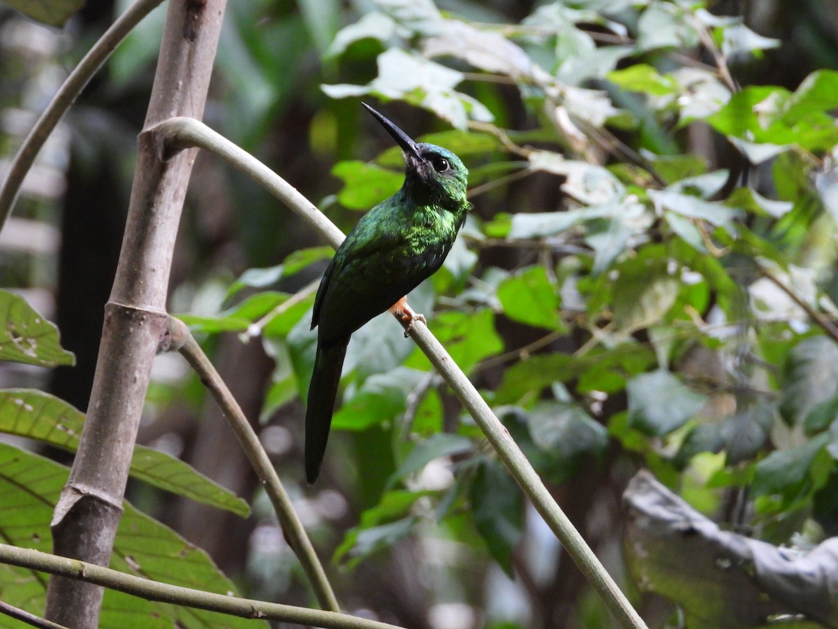 Bluish-fronted Jacamar - ML621654997