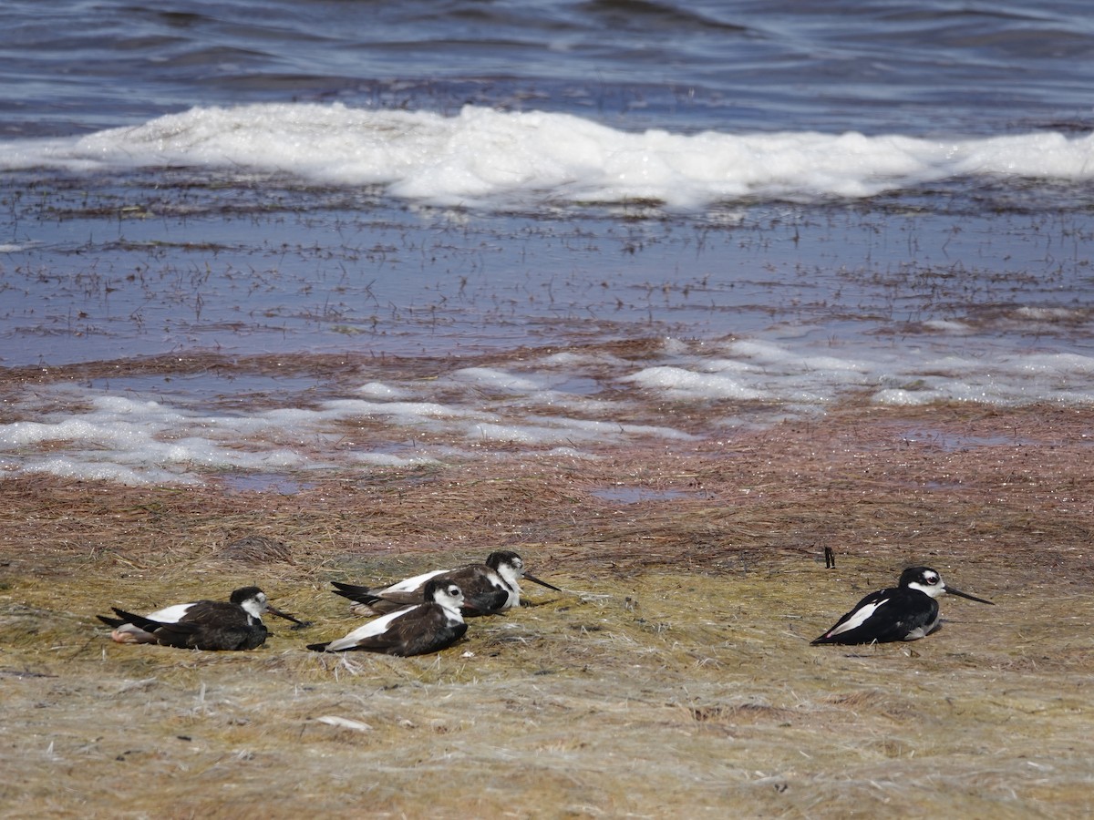 Black-necked Stilt (Black-necked) - Mary Harrell