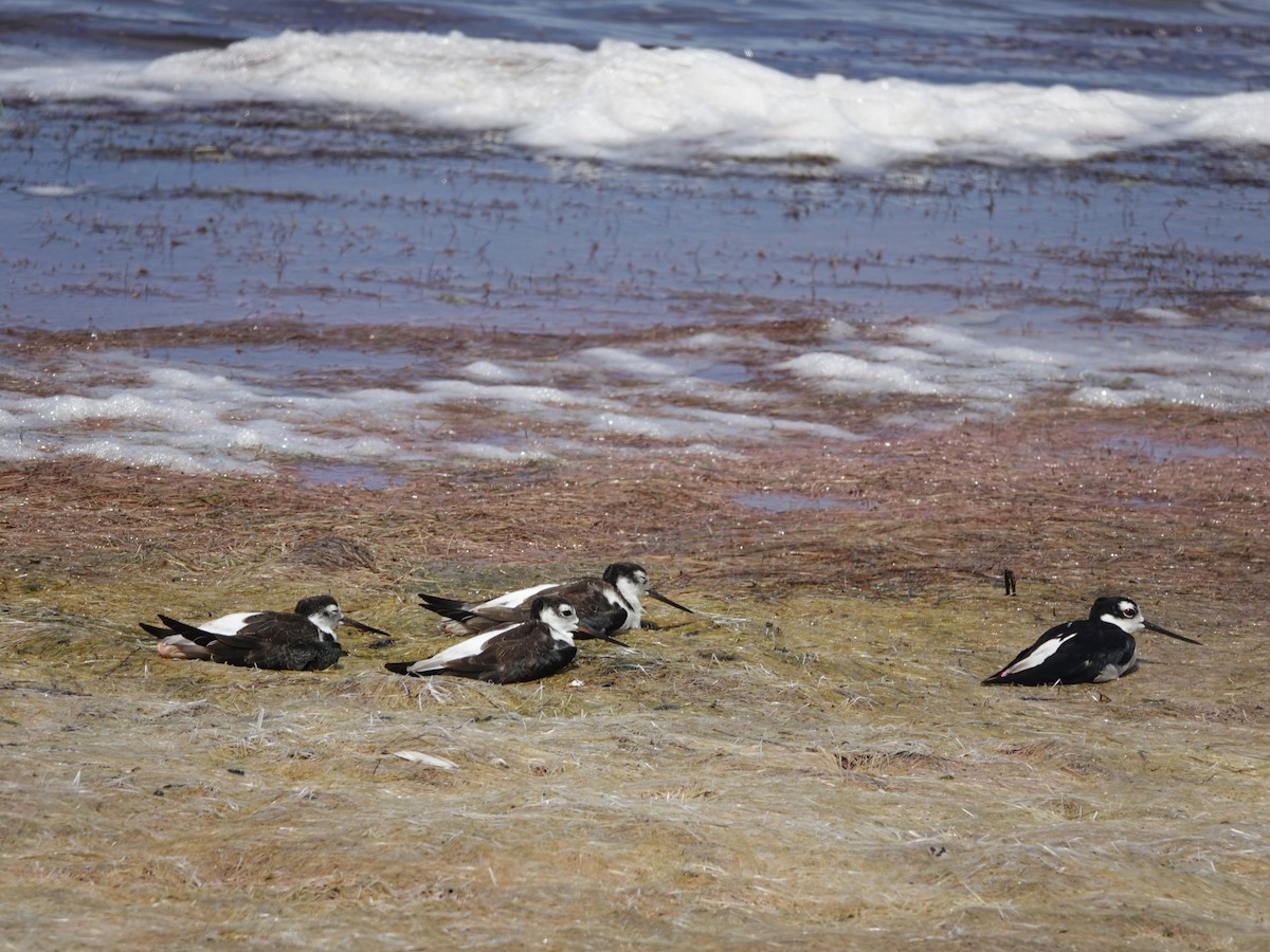 Black-necked Stilt (Black-necked) - ML621655018