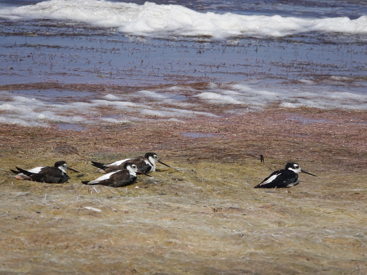 Black-necked Stilt (Black-necked) - Mary Harrell