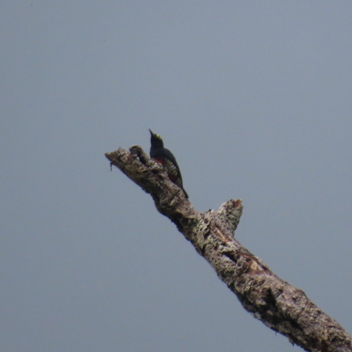 Yellow-tufted Woodpecker - ML621655034