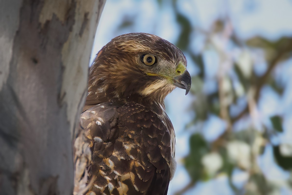 Red-tailed Hawk - ML621655035