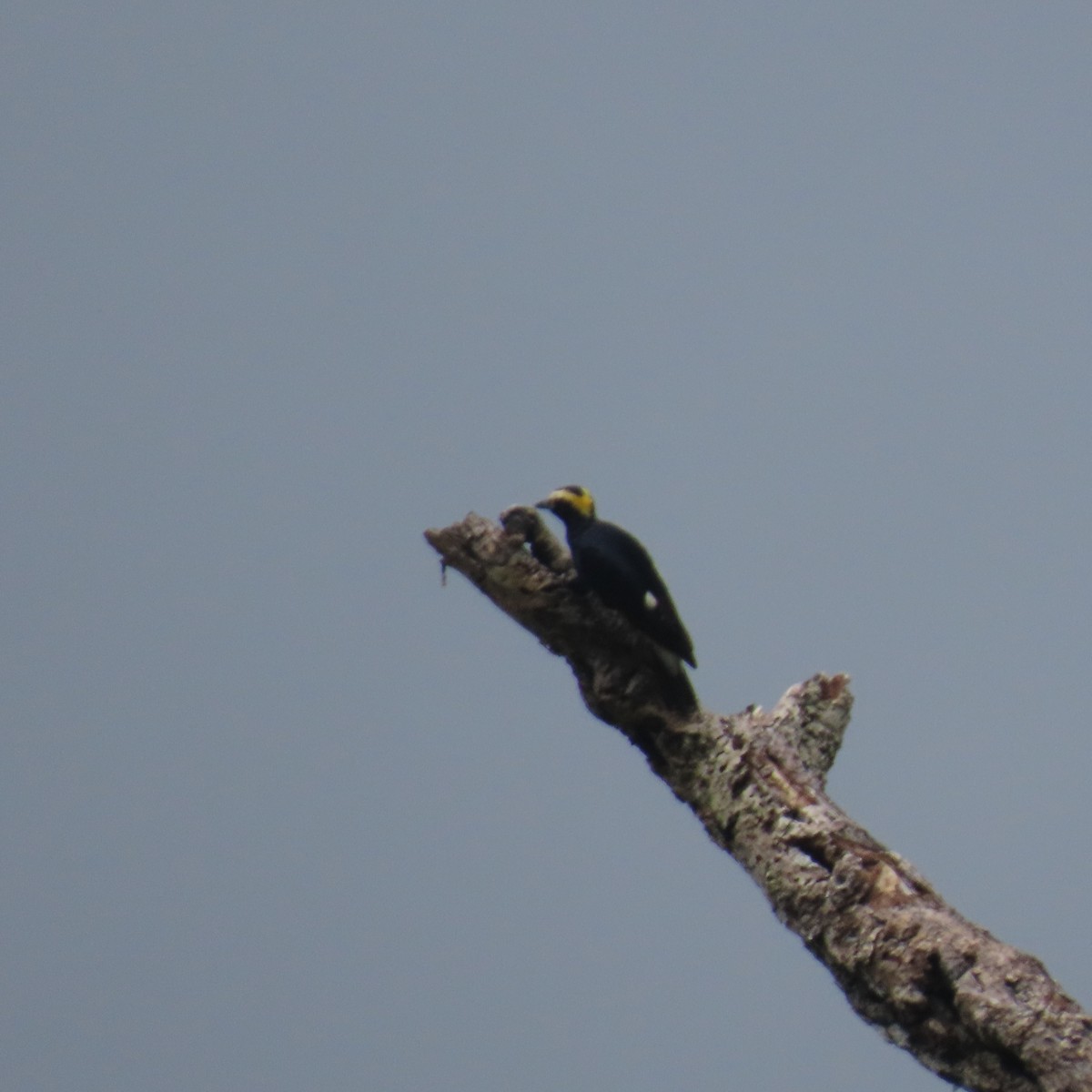 Yellow-tufted Woodpecker - ML621655037
