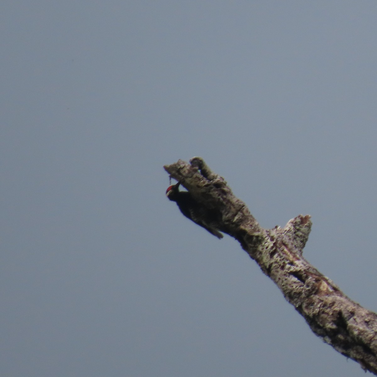 Yellow-tufted Woodpecker - ML621655038