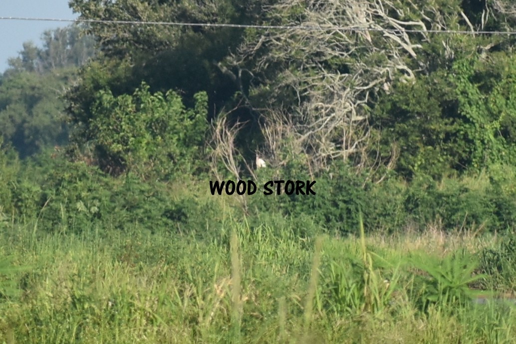 Wood Stork - ML621655043