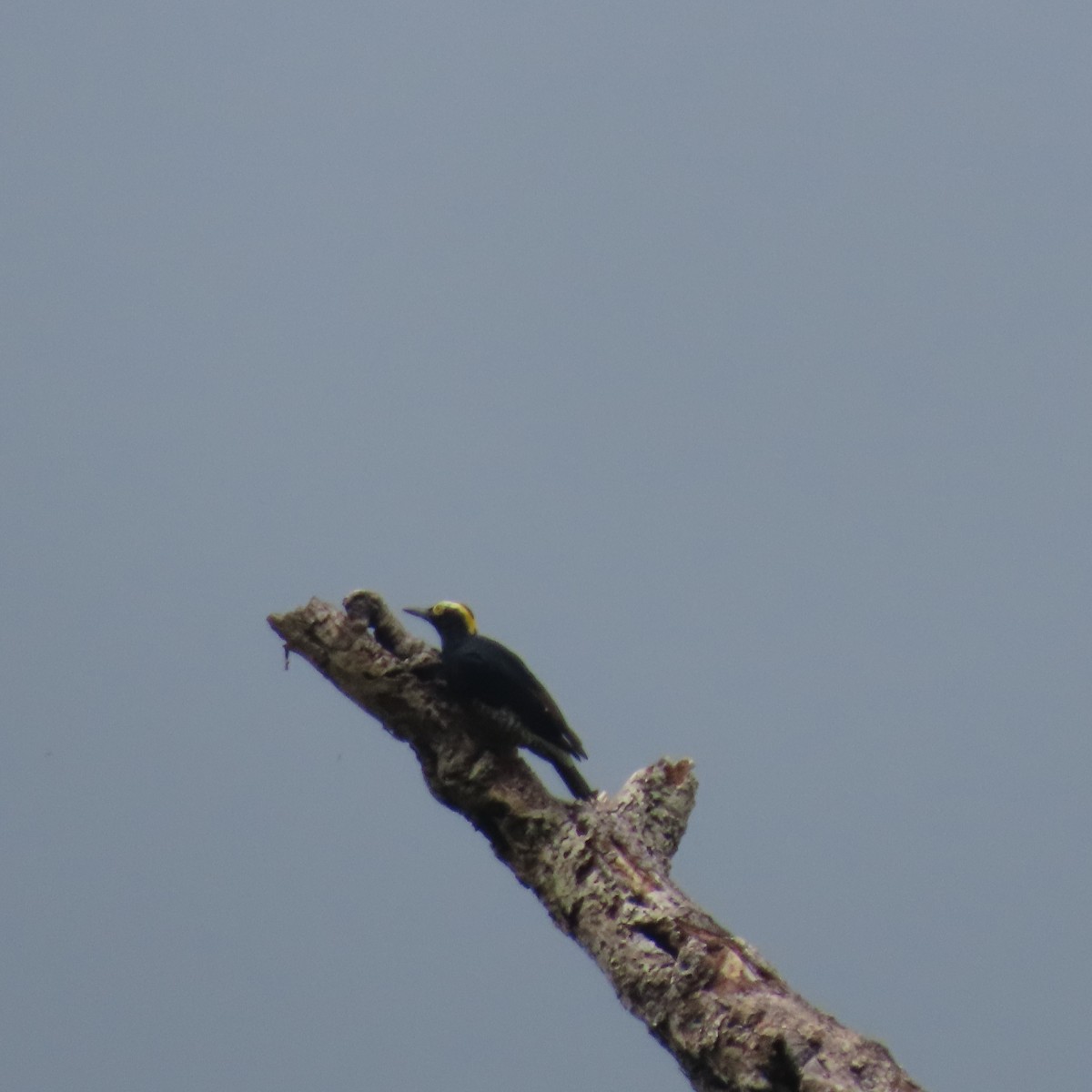 Yellow-tufted Woodpecker - ML621655044