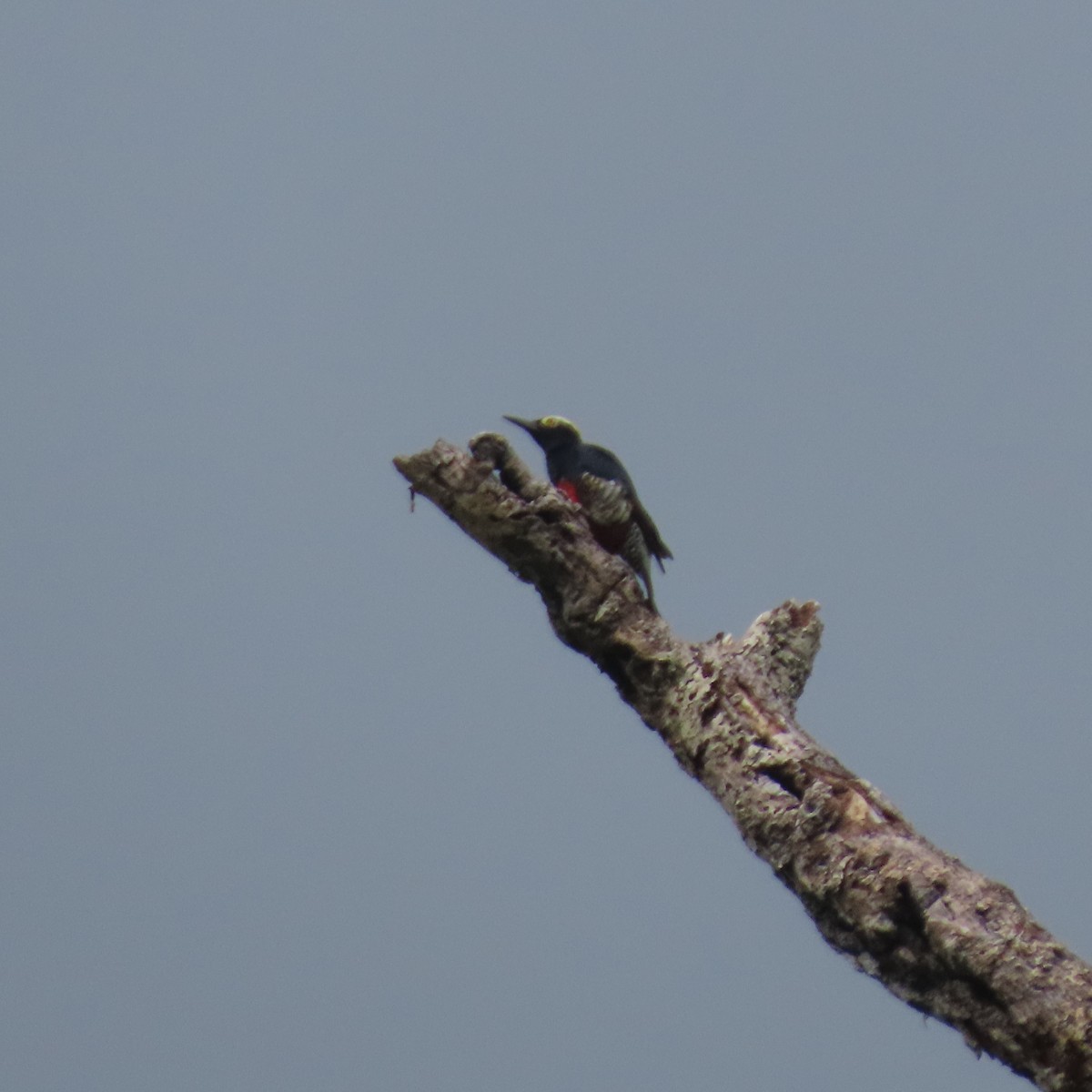Yellow-tufted Woodpecker - ML621655048