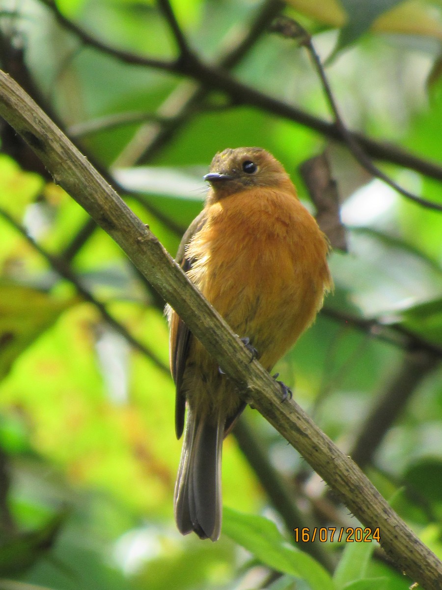 Cinnamon Flycatcher - ML621655058