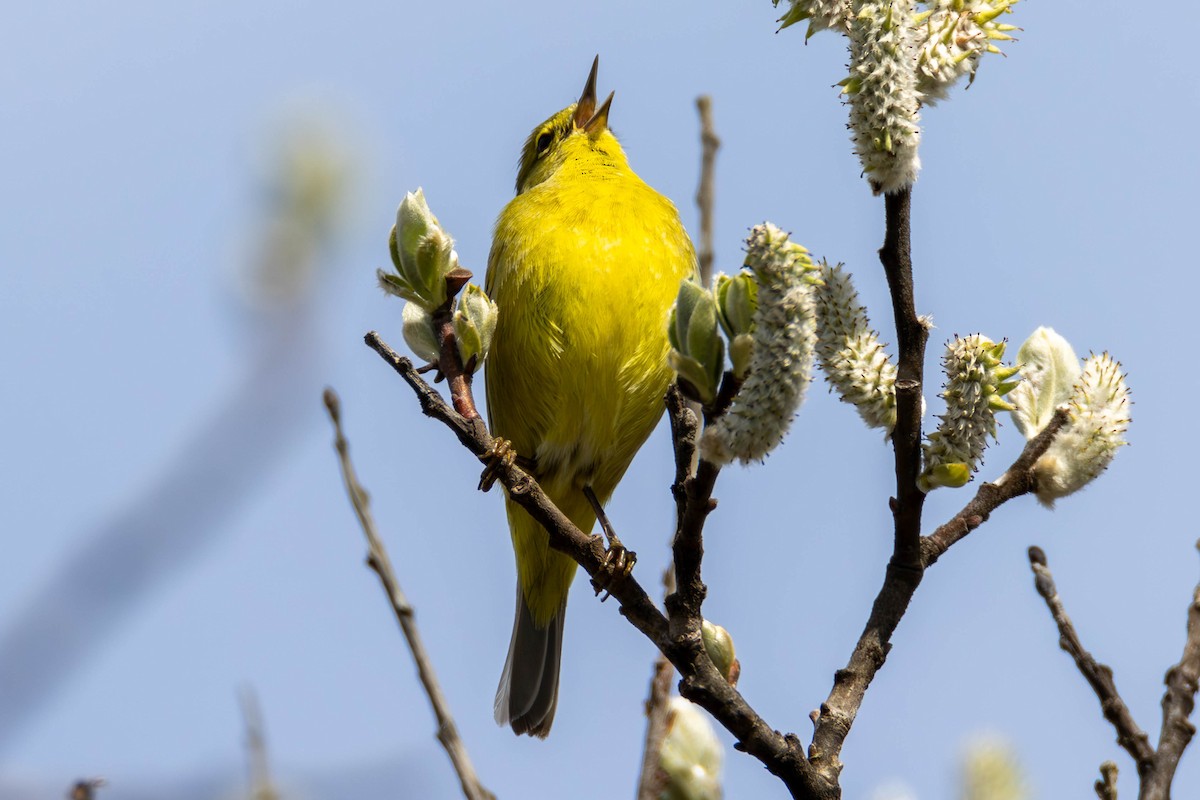 Orange-crowned Warbler - ML621655080