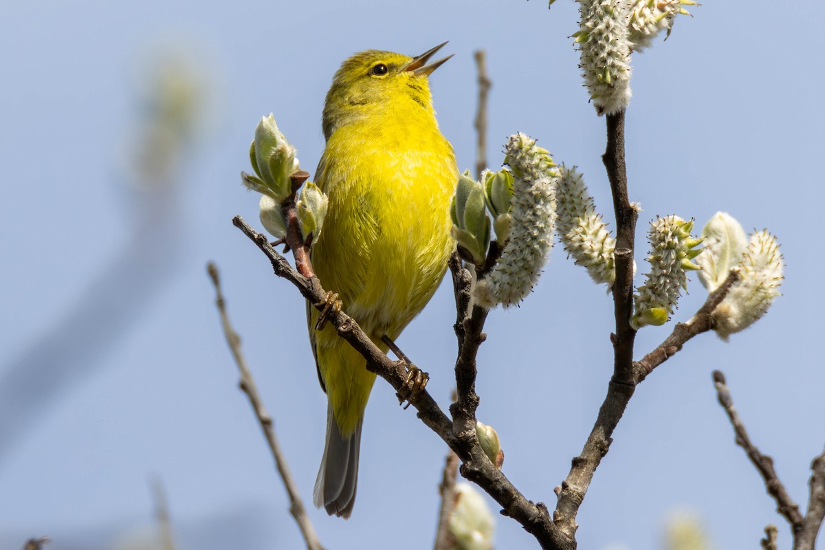 Orange-crowned Warbler - ML621655082