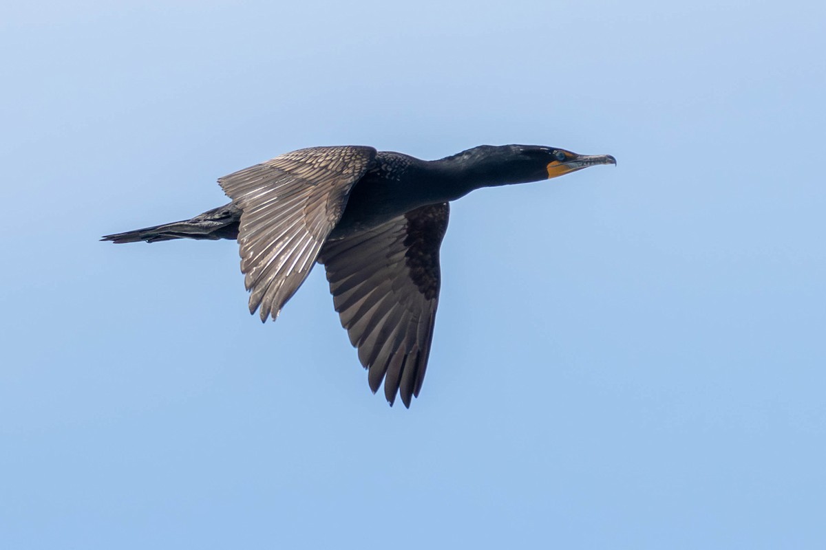 Double-crested Cormorant - ML621655083