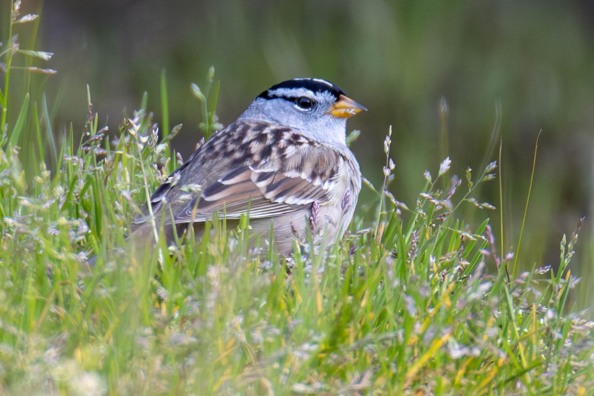 White-crowned Sparrow - ML621655090