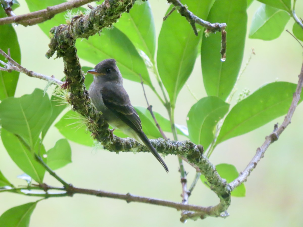 Dark Pewee - ML621655215