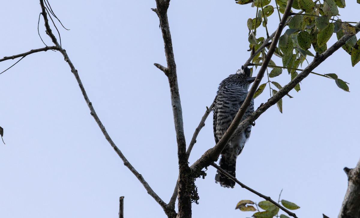 Barred Antshrike - ML621655221