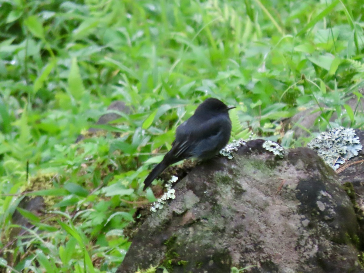 Black Phoebe - ML621655225