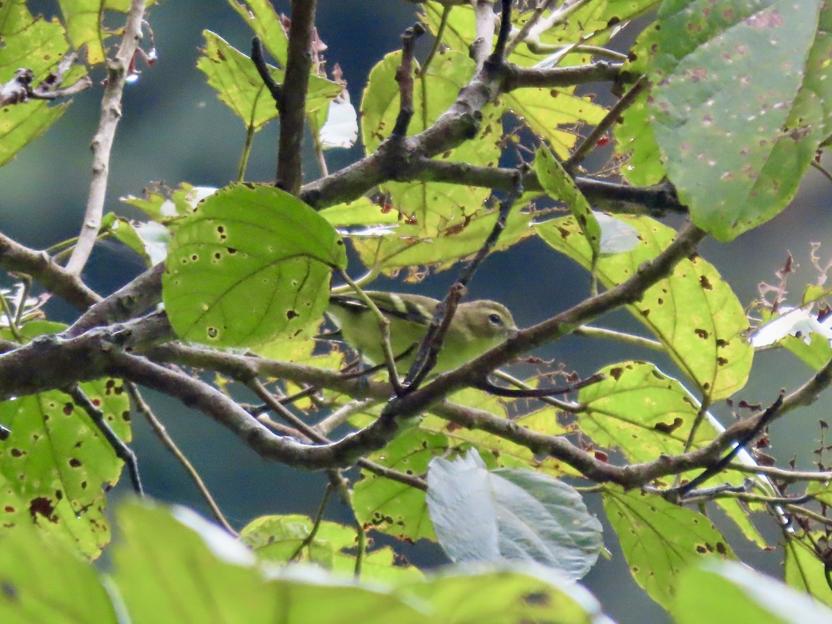 Yellow-winged Vireo - ML621655273