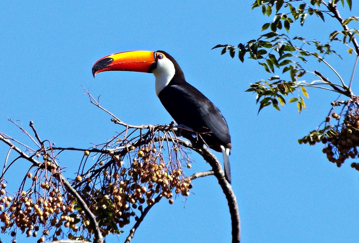 Toco Toucan - Arnaldo Silva