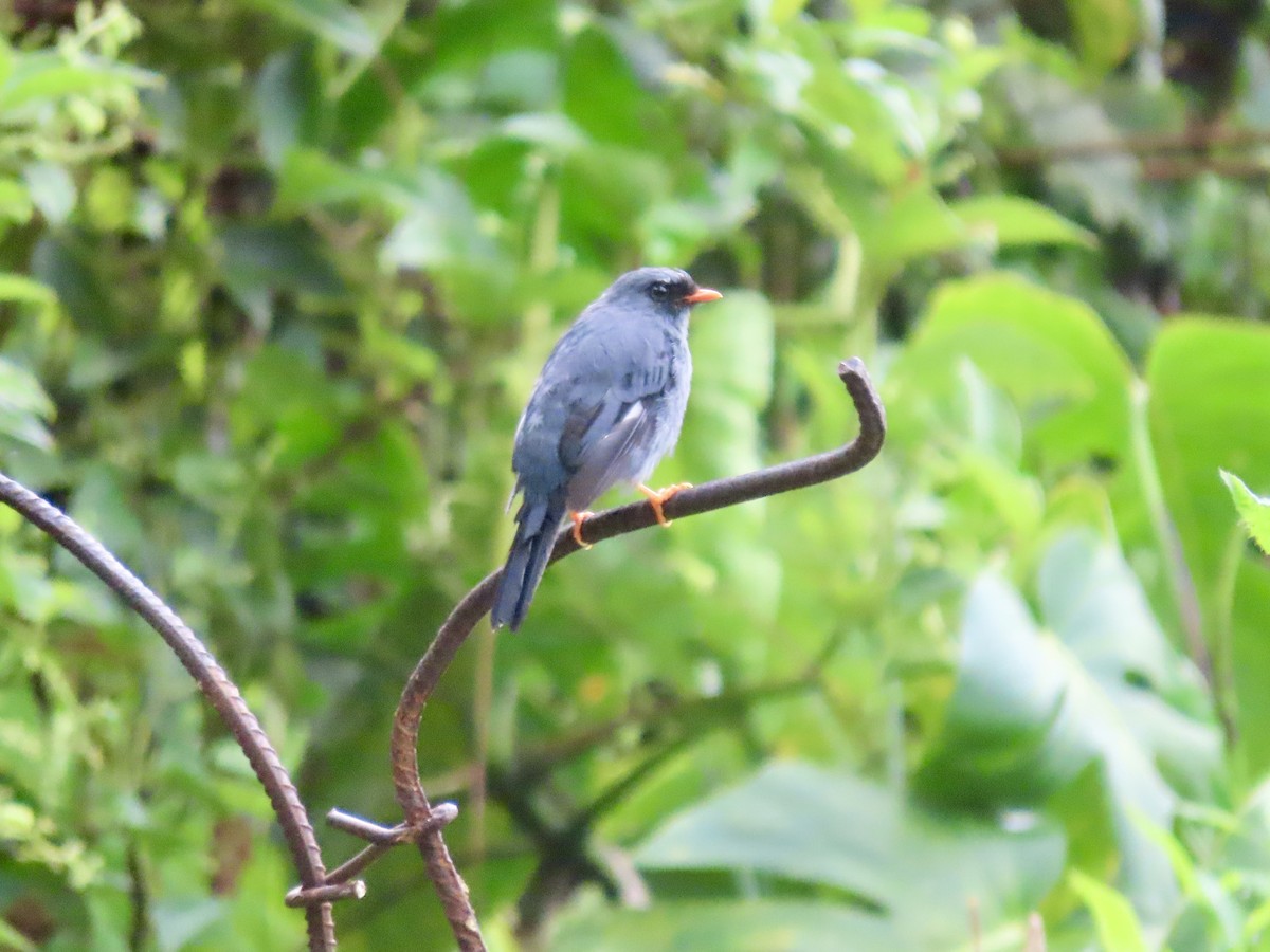 Black-faced Solitaire - ML621655288