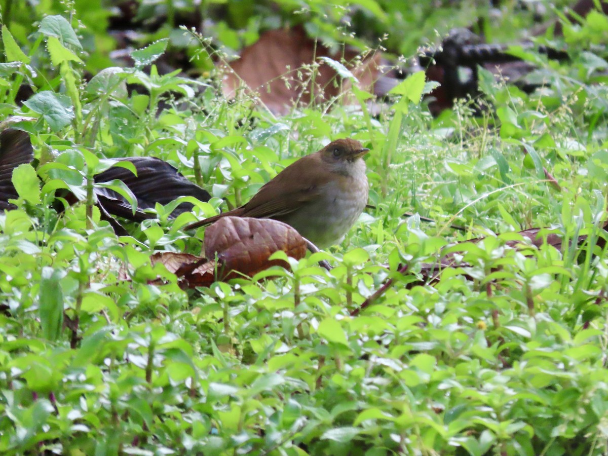 Ruddy-capped Nightingale-Thrush - ML621655295