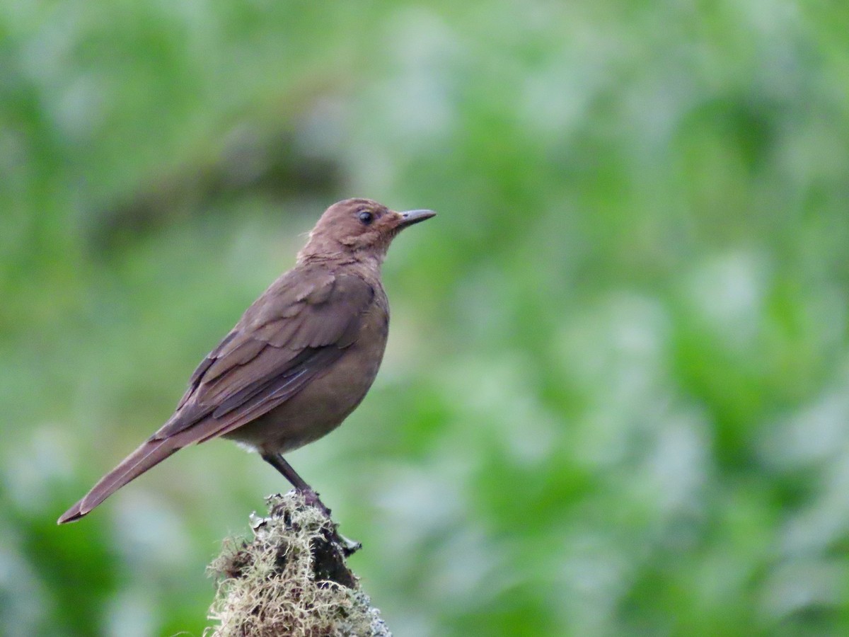 Mountain Thrush - ML621655303