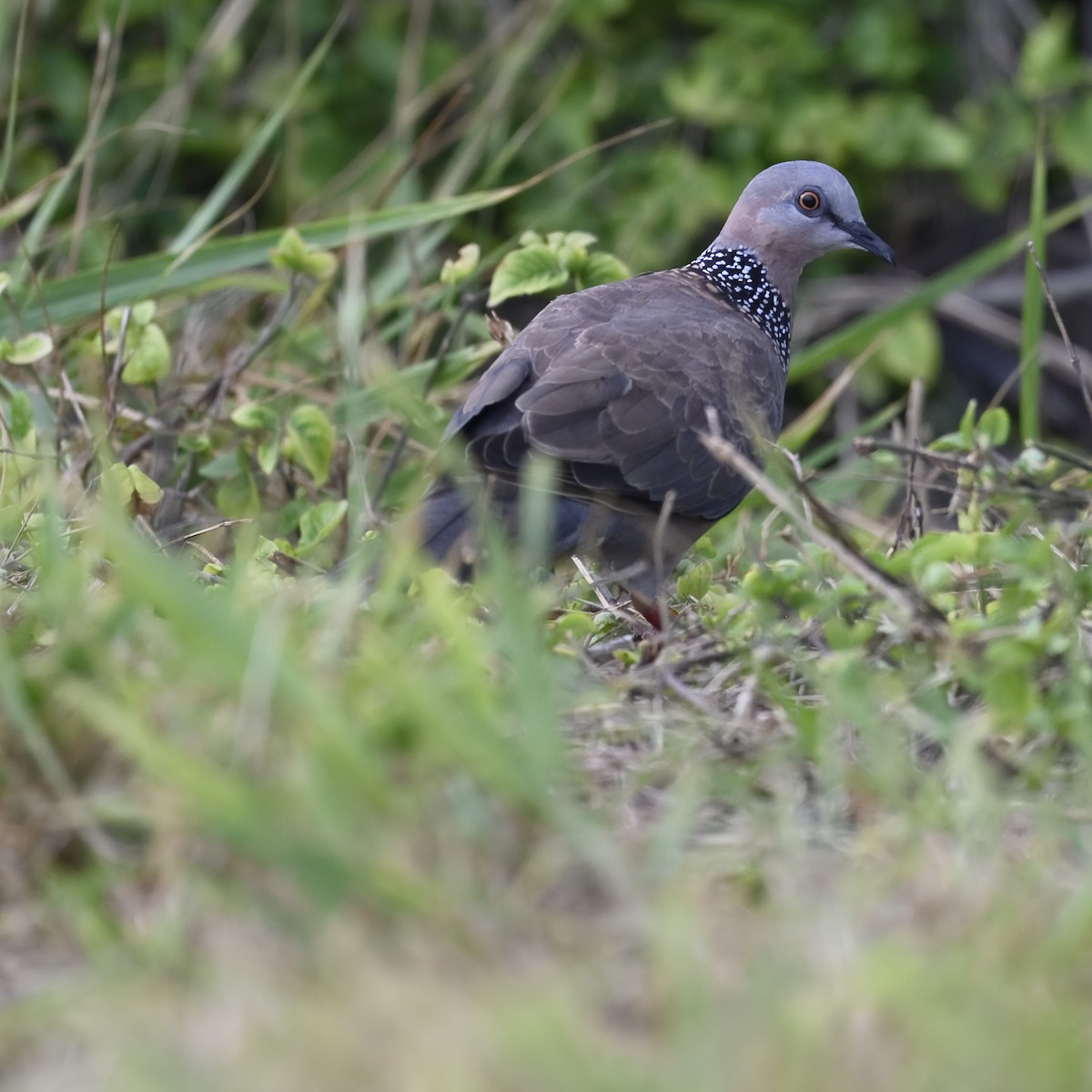 Spotted Dove - ML621655313