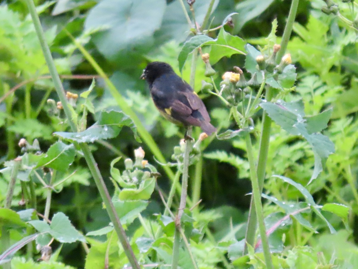 Yellow-bellied Siskin - ML621655316