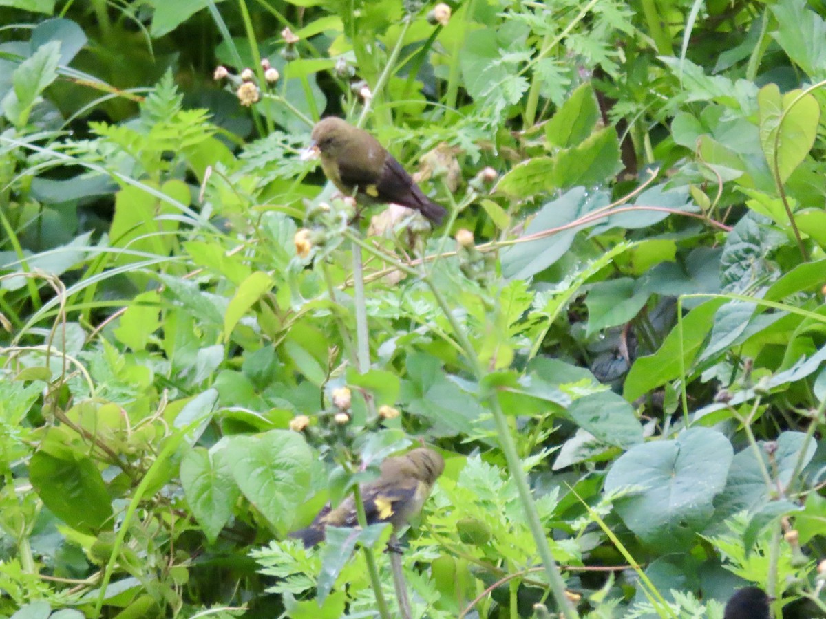 Yellow-bellied Siskin - ML621655318