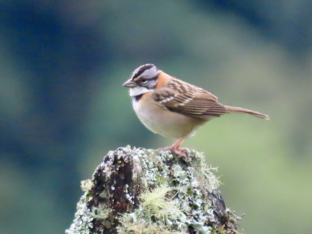 Rufous-collared Sparrow - ML621655333