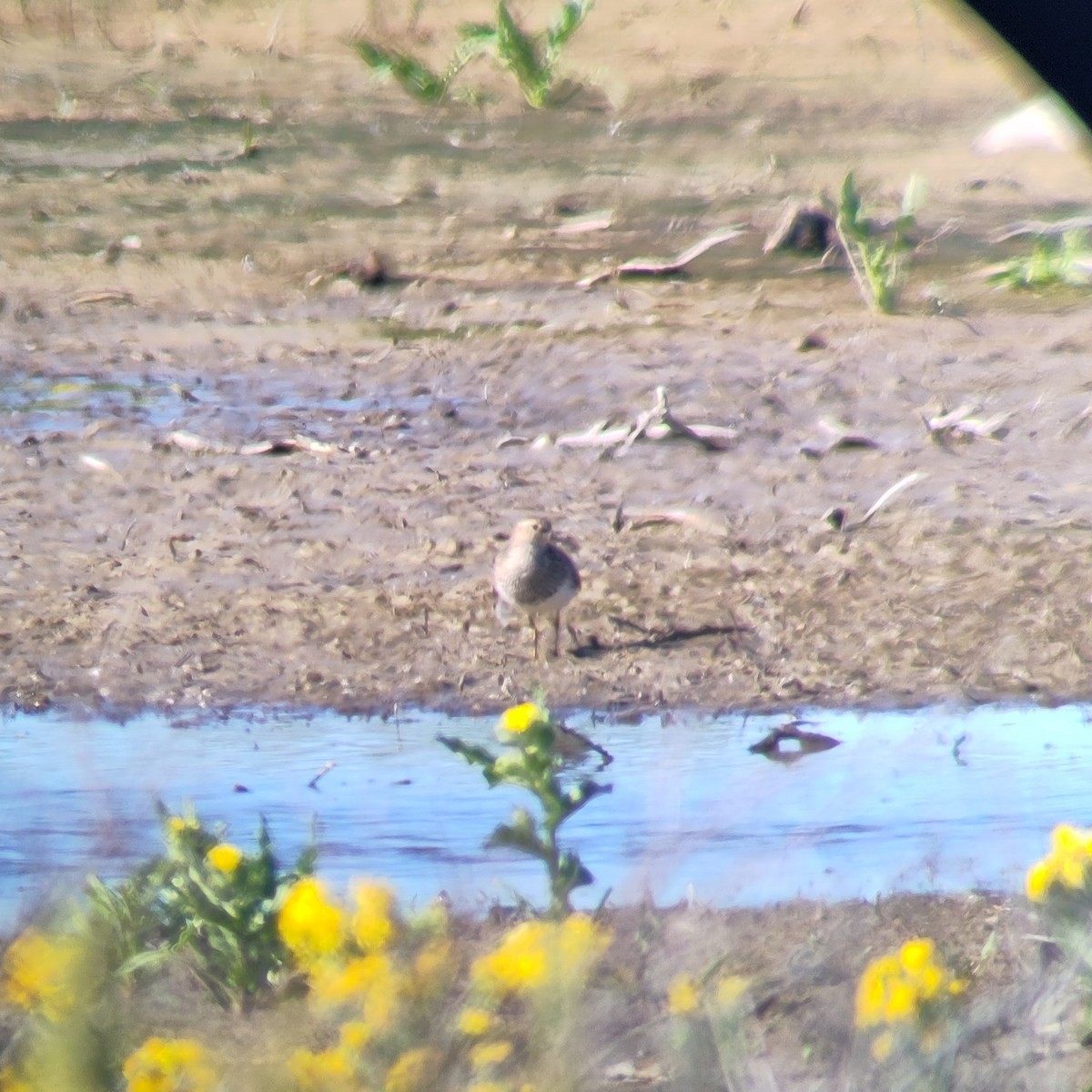 Graubrust-Strandläufer - ML621655349